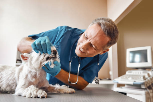  Eastmont, WA Emergency Dentist Pros